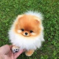 zoki